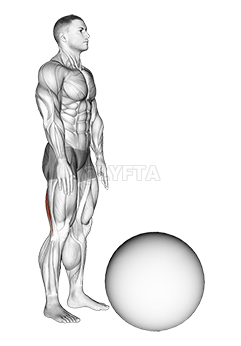 Thumbnail for the video of exercise: Standing Straight Leg Hamstring Contract Relax on Exercise Ball