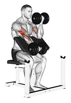 Thumbnail for the video of exercise: Dumbbell Alternate Preacher Curl