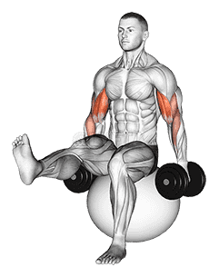 Thumbnail for the video of exercise: Dumbbell Bicep Curl on Exercise Ball with Leg Raised