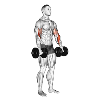 Thumbnail for the video of exercise: Biceps Curl Reverse
