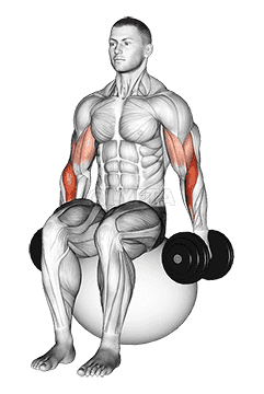 Thumbnail for the video of exercise: Dumbbell Hammer Curl on Exercise Ball