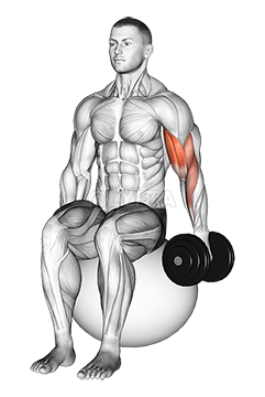 Thumbnail for the video of exercise: Dumbbell One Arm Seated Bicep Curl on Exercise Ball