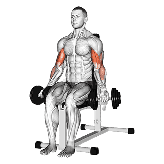 Thumbnail for the video of exercise: Seated Bicep Curl