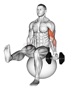 Thumbnail for the video of exercise: Dumbbell Seated One Arm Bicep Curl on Exercise Ball with Leg Raised