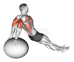 Thumbnail for the video of exercise: Exercise Ball Dip