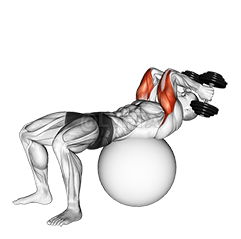 Thumbnail for the video of exercise: Exercise Ball Supine Triceps Extension