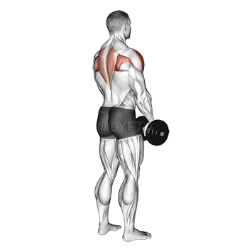 Thumbnail for the video of exercise: Upright Row