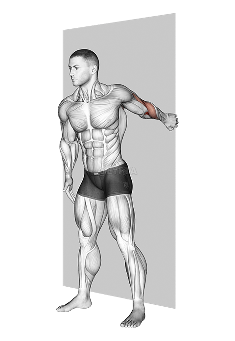 Thumbnail for the video of exercise: Forearm Pronator Stretch