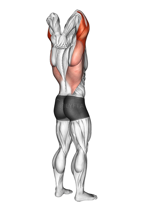 Thumbnail for the video of exercise: Reaching Down Triceps Stretch