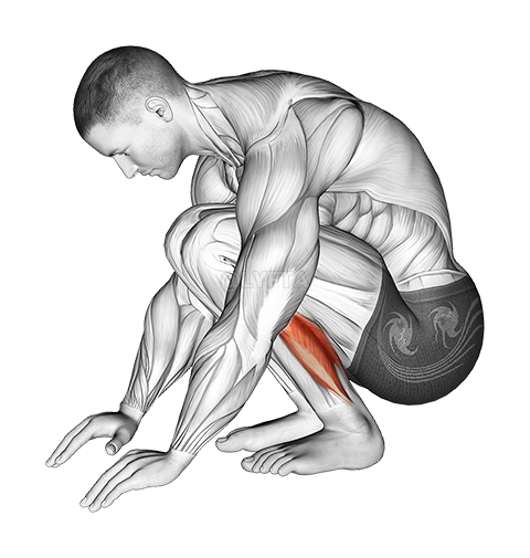 Thumbnail for the video of exercise: Squatting Achilles Stretch