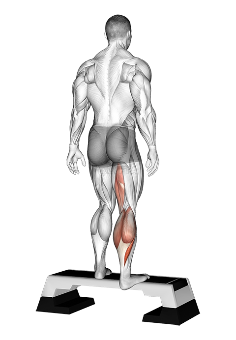 Thumbnail for the video of exercise: Plantar Flexor And Foot Inverter Stretch