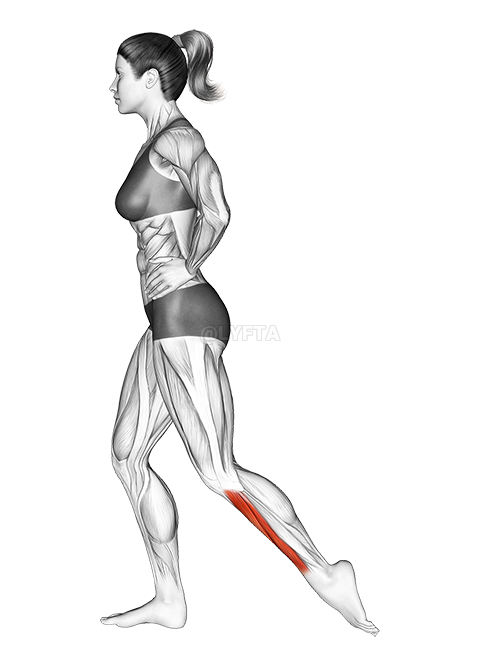 Thumbnail for the video of exercise: Standing Toe Extensor Stretch