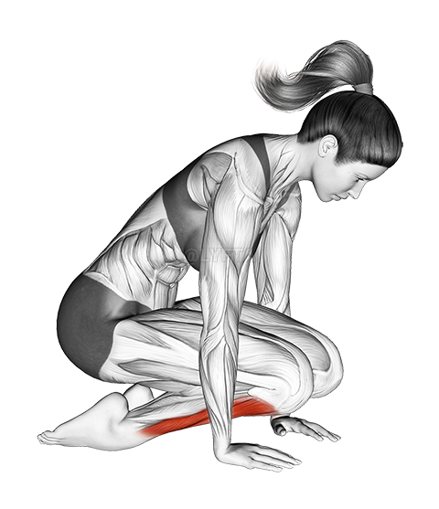 Thumbnail for the video of exercise: Double Kneeling Shin Stretch