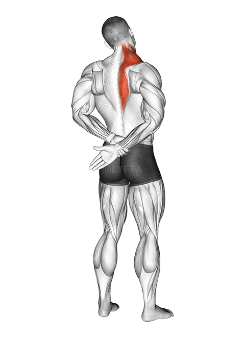 Thumbnail for the video of exercise: Adduction Of Arm In Back Stretch