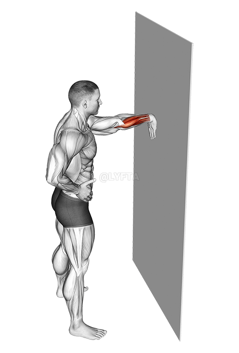 Thumbnail for the video of exercise: Wall Flexors Stretch