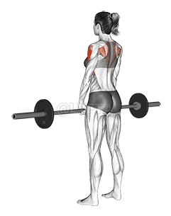 Thumbnail for the video of exercise: Barbell Upright Row