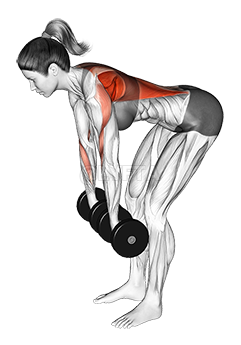 Thumbnail for the video of exercise: Dumbbell Pronated Grip Row