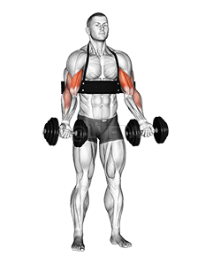 Thumbnail for the video of exercise: Dumbbell Biceps Curl