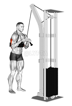 Thumbnail for the video of exercise: Cable Triceps Pushdown