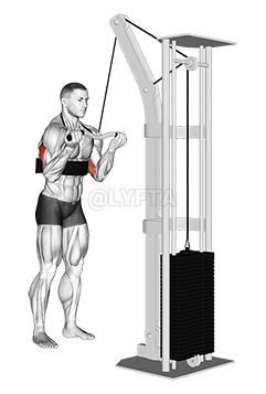 Thumbnail for the video of exercise: Pushdown de tríceps de agarre inverso por cable