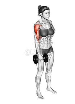 Thumbnail for the video of exercise: Dumbbell One Arm Upright Row