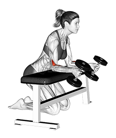 Thumbnail for the video of exercise: Dumbbell Over Bench ნეიტრალური მაჯის Curl