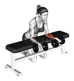 Thumbnail for the video of exercise: Dumbbell Over Bench Revers მაჯის Curl