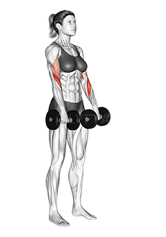 Thumbnail for the video of exercise: Dumbbell Biceps Curl Reverse