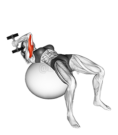 Thumbnail for the video of exercise: Dumbbell One Arm French Press on Exercise Ball