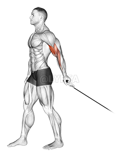 Thumbnail for the video of exercise: Cable One Arm Biceps Curl