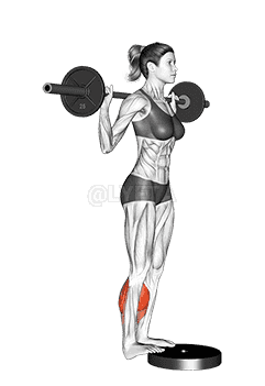 Thumbnail for the video of exercise: Barbell Standing Calf Raise