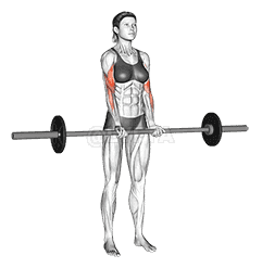 Thumbnail for the video of exercise: Barbell Standing Close Grip Curl