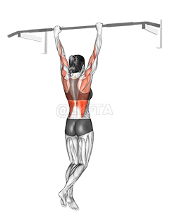 Thumbnail for the video of exercise: Rocky Pull Up Pulldown