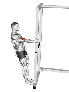 Thumbnail for the video of exercise: Bodyweight Standing Biceps Curl