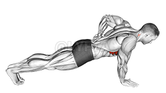 Thumbnail for the video of exercise: Flexión de escápula con un solo brazo