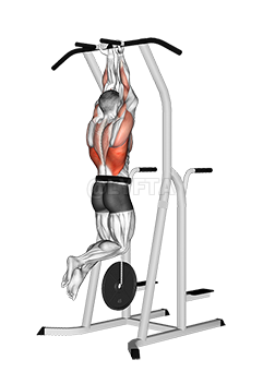 Thumbnail for the video of exercise: Weighted Close Grip Chin-up on Dip Cage