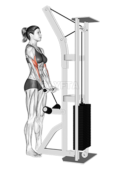 Thumbnail for the video of exercise: Cable Close Grip Curl