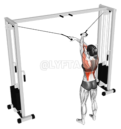 Thumbnail for the video of exercise: Cable Cross over Lateral Pulldown
