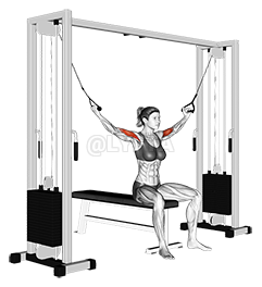 Thumbnail for the video of exercise: Cable Seated Overhead Curl