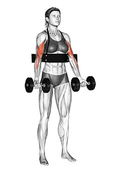 Thumbnail for the video of exercise: Dumbbell Biceps Curl