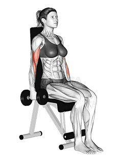 Thumbnail for the video of exercise: Dumbbell Seated Curl