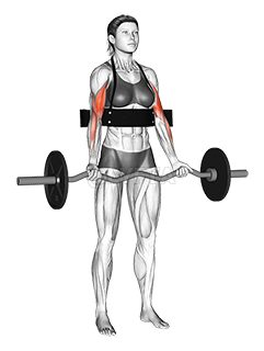 Thumbnail for the video of exercise: EZ bar Biceps Curl