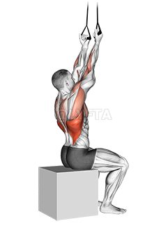 Thumbnail for the video of exercise: Band Fixed Back Underhand Pulldown