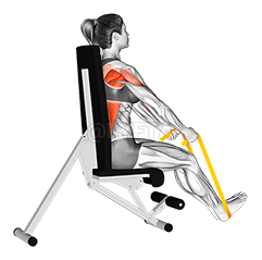Thumbnail for the video of exercise: Resistance Band Seated Straight Back Row