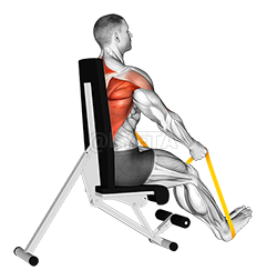 Thumbnail for the video of exercise: Resistance Band Seated Straight Back Row