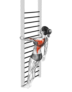 Thumbnail for the video of exercise: Bodyweight Standing Close-grip One Arm Row