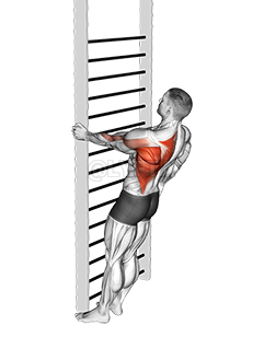 Thumbnail for the video of exercise: Bodyweight Standing Close-grip One Arm Row