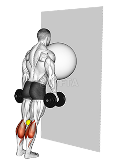 Thumbnail for the video of exercise: Exercise Ball on the Wall Calf Raise