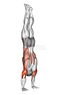 Thumbnail for the video of exercise: Сталдер Пресс