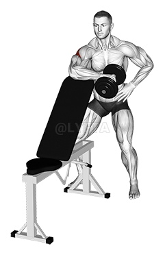 Thumbnail for the video of exercise: Dumbbell Bench Supported External Rotation